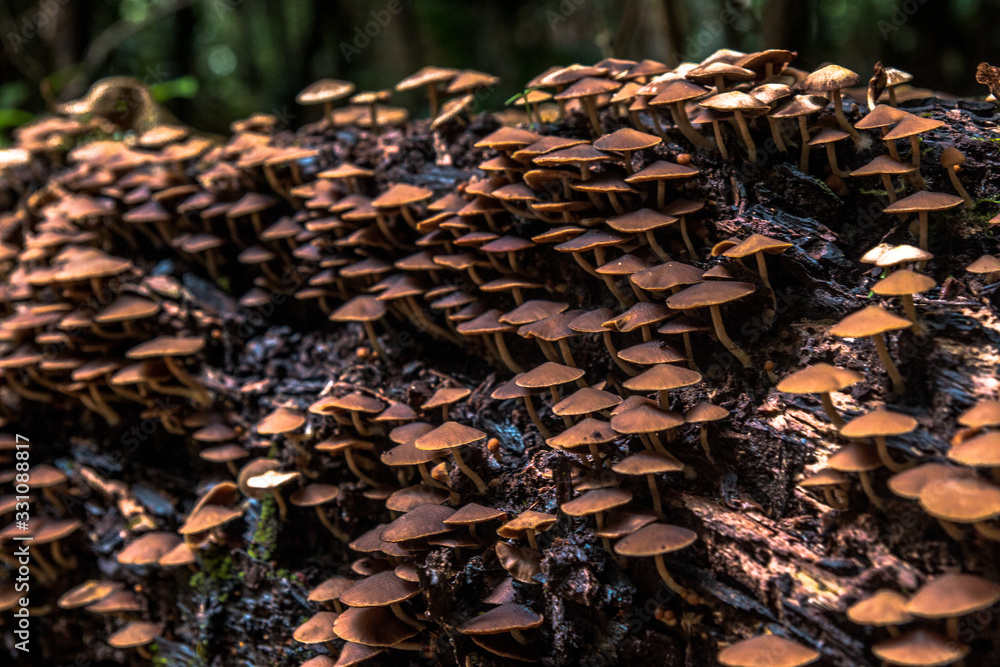 close up detail of mushrooms gowing out of dead tree in rainforest / masoala national parc madagacar close up detail of mushrooms gowing out of dead tree in rainforest / masoala national parc madagacar
