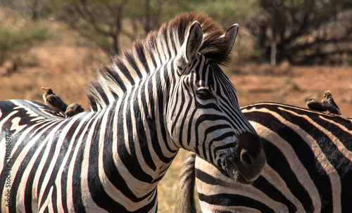 Fototapeta Naklejka Na Ścianę i Meble -  zebra close up with bird sitting on its back african wilderness in southern africa/ south africa kruger national parc