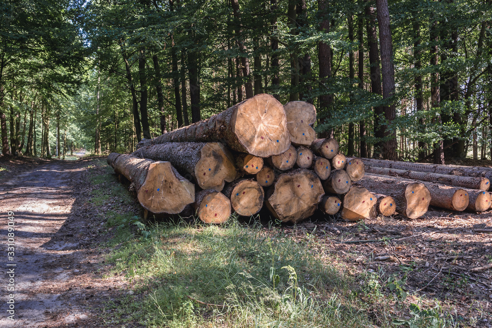 Timber next to track in forest in Walcz County, West Pomeranian Voivodeship of Poland