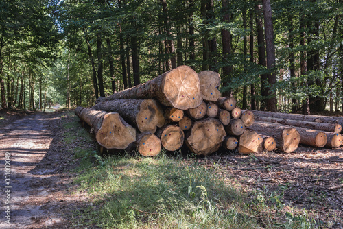 Timber next to track in forest in Walcz County, West Pomeranian Voivodeship of Poland