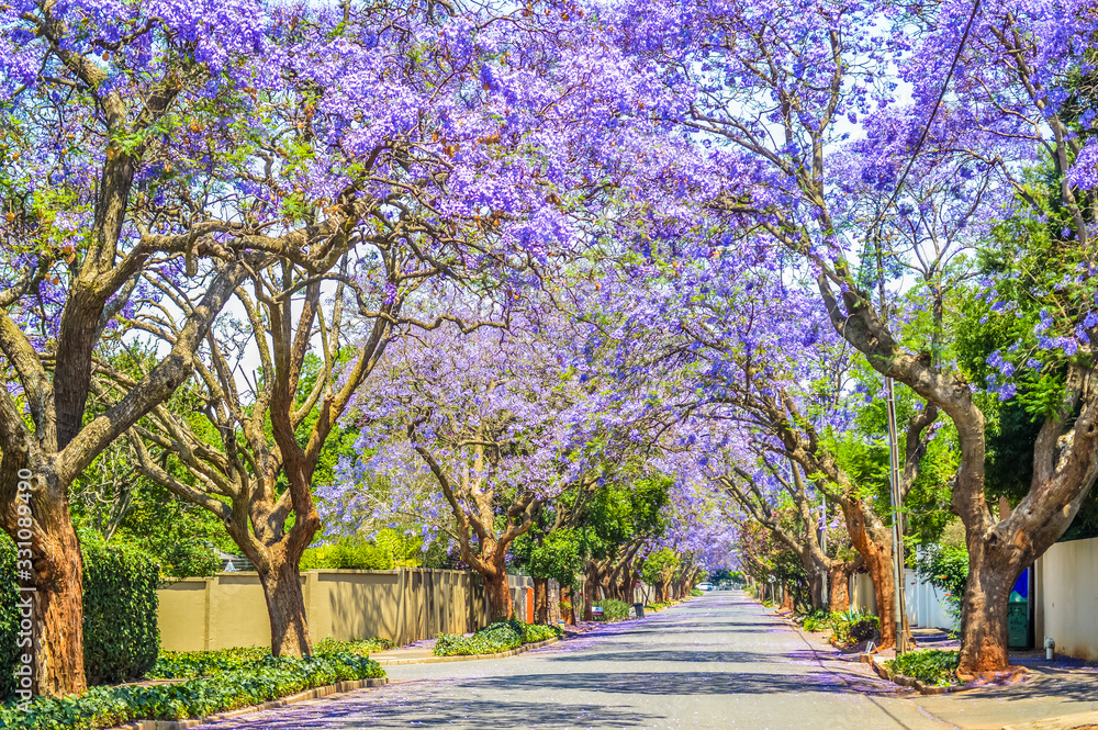 Obraz premium Purple blue Jacaranda mimosifolia bloom in Johannesburg and Pretoria street during spring in October in South Africa