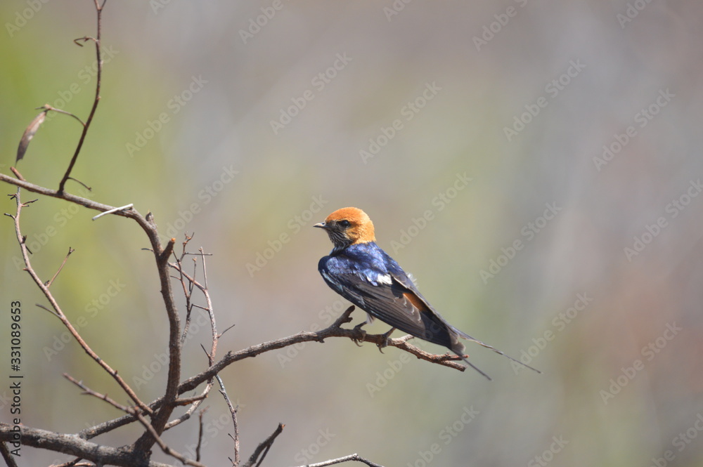 Fototapeta premium Isolated Barn Swallow (Hirundo rustica) in a bird hide in Pilanesberg national park