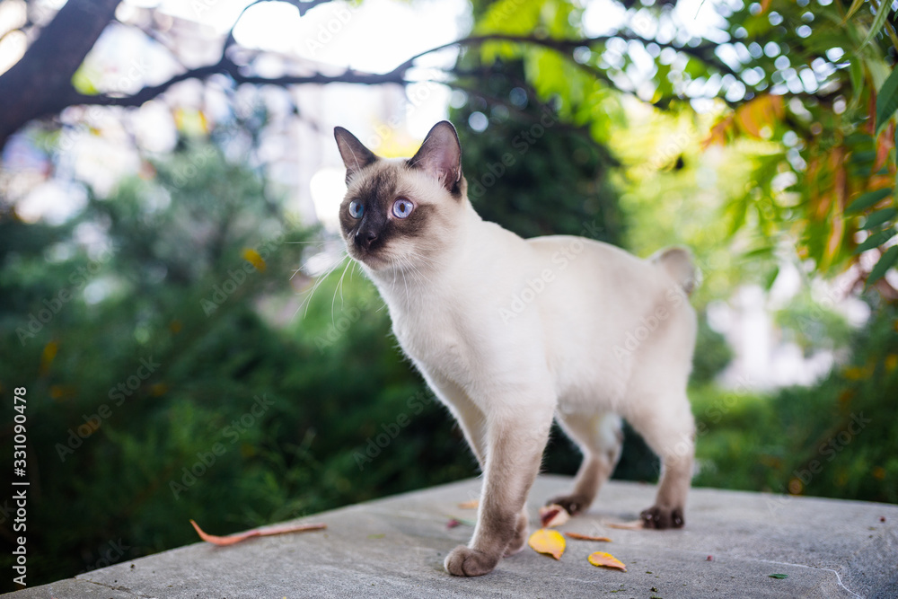 Siamese cat male Mekong Bobtail breed outdoors in a park. The cat walks with a blue leash in the backyard. Safe pet walk theme. domestic cat on a leash outdoor