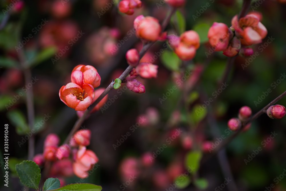 Blooming pink-orange branches of Japanese quince in spring outdoor with copy space. Bush in blossom with vibrant flowers Blooming pink-orange branches of Japanese quince in spring outdoor with copy space. Bush in blossom with vibrant flowers