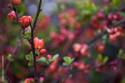 Blooming pink-orange branches of Japanese quince in spring outdoor with copy space. Bush in blossom with vibrant flowers