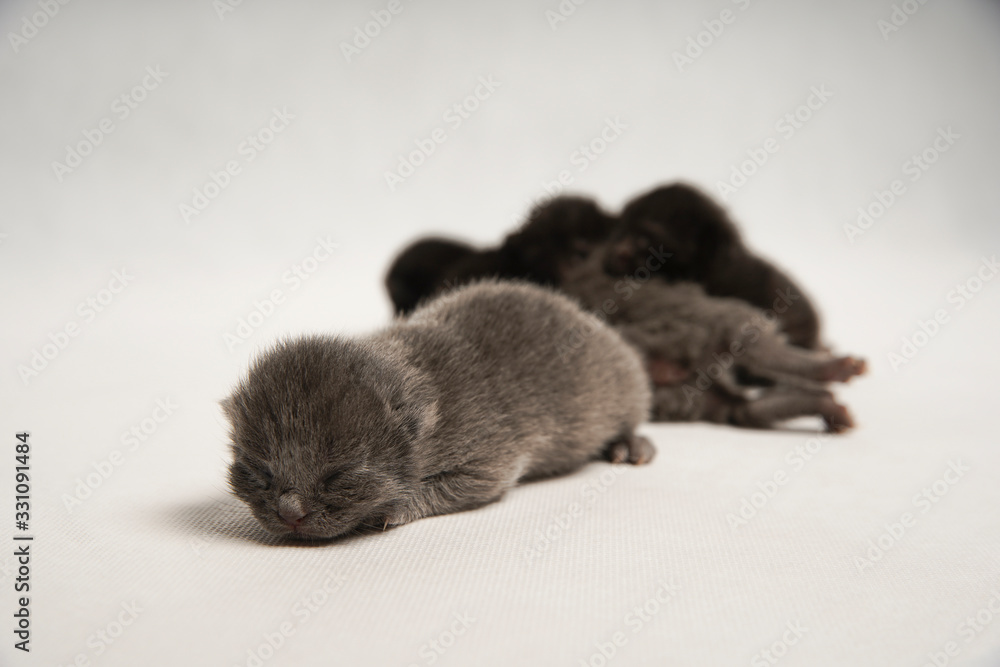 Cute black and gray cats sleep on white background.