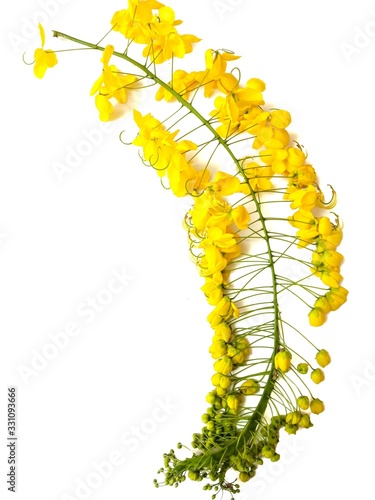 Cassia fistula yellow flowers blooming with branch isolated on white background closeup. photo