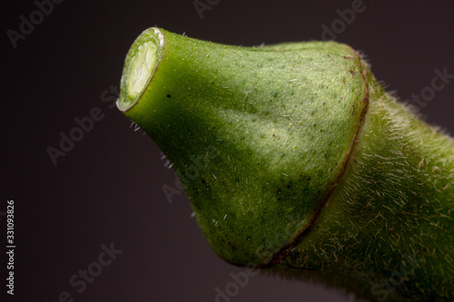 Close up macro shot of hairy top of Okra or Ladies' fingers vegetable against a dark grey background. Studio well lit low key still life. photo