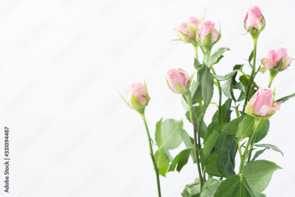 pink rose isolated on white background with copy space pink rose isolated on white background with copy space
