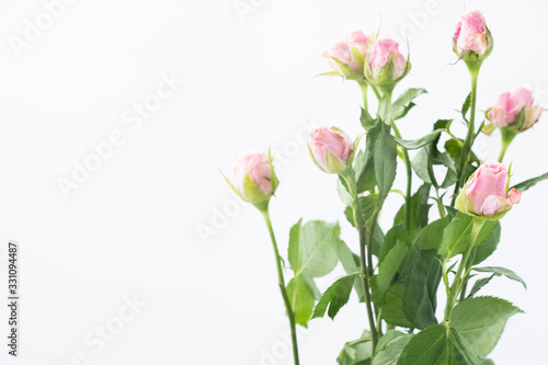 pink rose isolated on white background with copy space