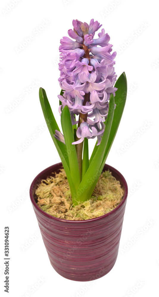 First spring violet hyacinth flower in a pot isolated on a white background. Easter holidays. Garden decoration, landscaping. Floral floristic arrangement. Flat lay, top view