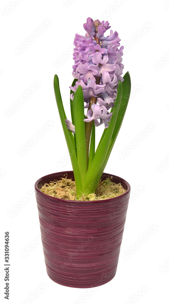 First spring violet hyacinth flower in a pot isolated on a white background. Easter holidays. Garden decoration, landscaping. Floral floristic arrangement. Flat lay, top view