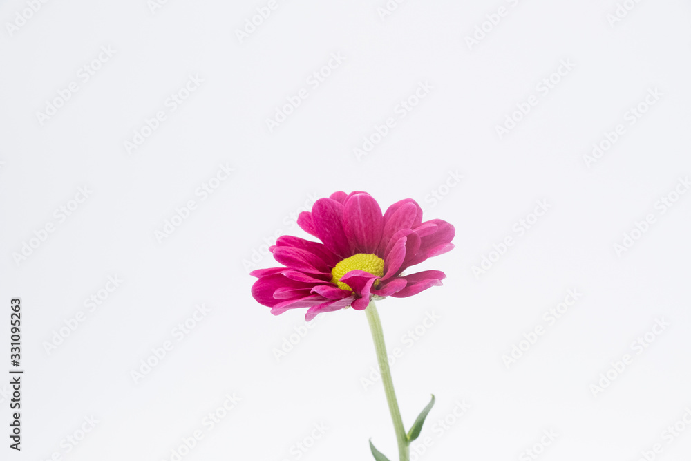 pink flower isolated on white background with copy space pink flower isolated on white background with copy space