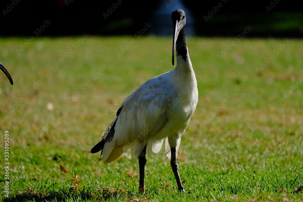 Fototapeta premium オーストラリアのトキ。Australian White Ibis