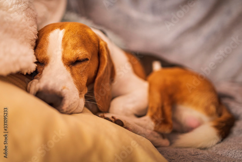 Young beagle dog sleep on pillow. © Przemyslaw Iciak