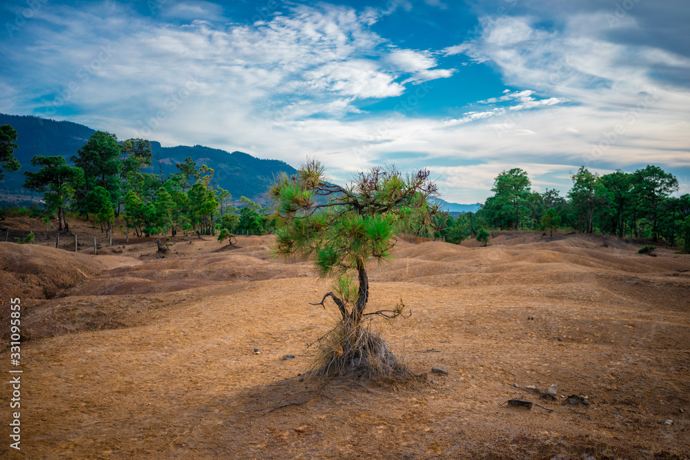 Pequeño arbol en medio de un paisaje semiarido Pequeño arbol en medio de un paisaje semiarido