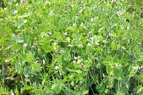 The Young shoots and flowers in a field of peas