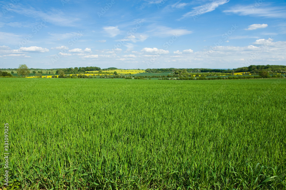 Fields in summer, a rural landscape of hedges and growing crops,Farming Fields in summer, a rural landscape of hedges and growing crops,Farming