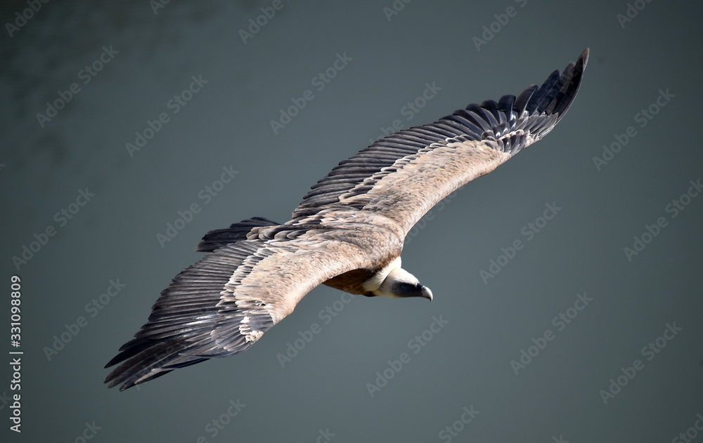 Obraz premium buitre leaondo