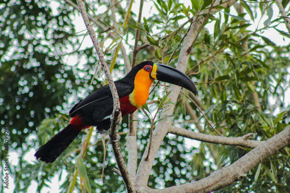 Fototapeta premium Black beak toucan