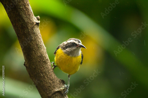 Bird in Jardin de Los Pica Flores, Puerto Iguazu, Missiones, Argentina photo