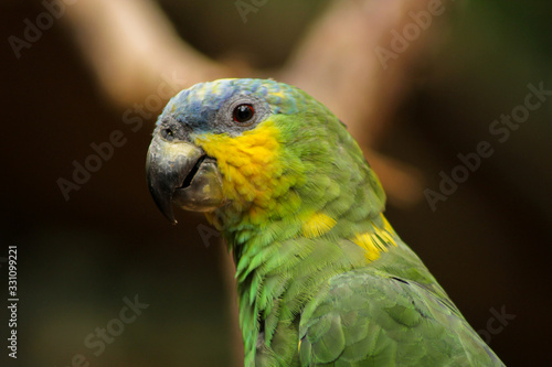 colorful parrot © Aguiarte