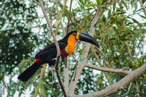 Black beak toucan