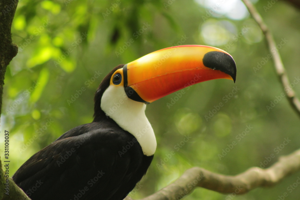 Fototapeta premium Piękny tukan w Parque das Aves, Foz do Iguaçu, Brazylia