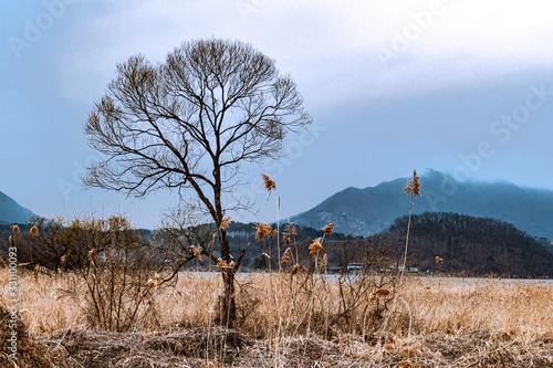 Fotobehang Reed  and tree 2-lakeside, Manjongmyon, Gwangju, Gyeonggido, Korea