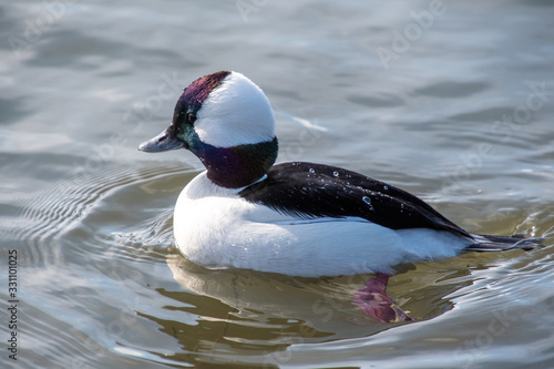 A closeup of a male bufflehead swimming in the pond. Vancouver BC Canada