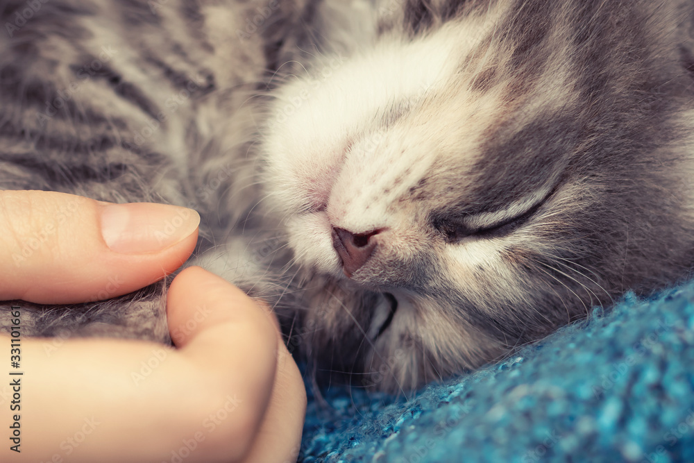 Female hand holds the paws of a small sleeping kitten. Love and tenderness for pets