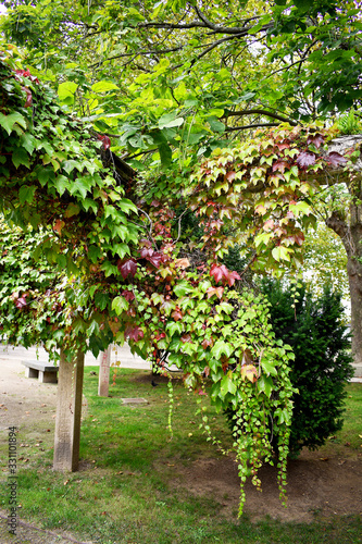 ivy in the gardens of Las Angustias, in Ferrol. Galicia, Spain, Europe. 