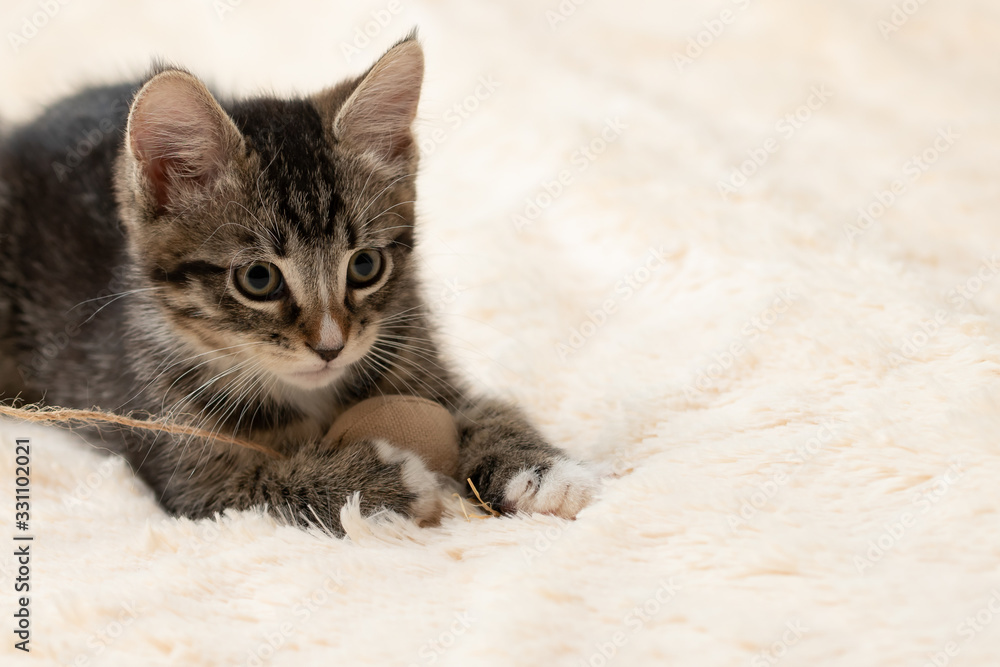 Gray tabby kitten plays on a fur blanket with a toy on a rope, copy space