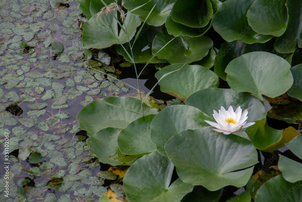 the flower in the city side lake park the flower in the city side lake park