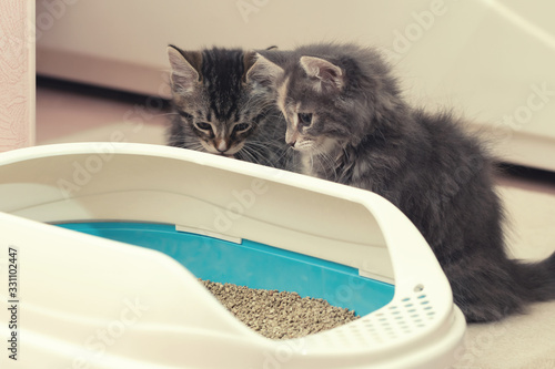 Two cute kittens are sitting near their litter box. Training kittens to the toilet