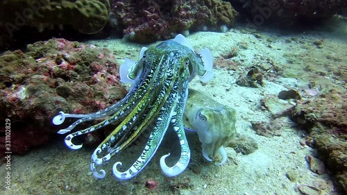 Matching of squid during the breeding season photo