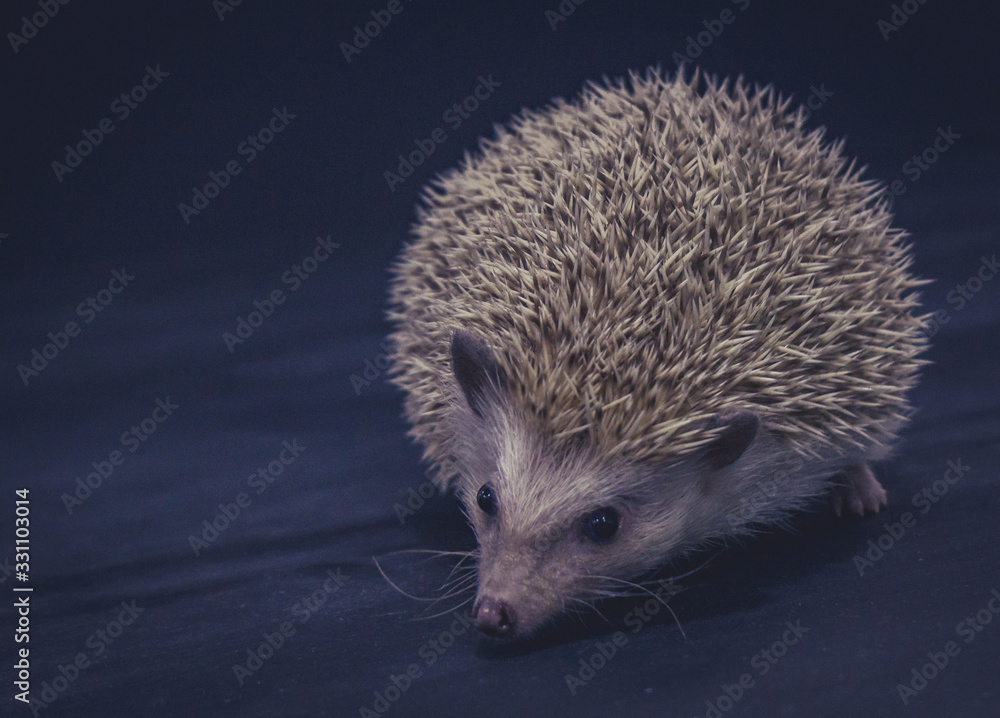 Obraz premium hedgehog on dark background