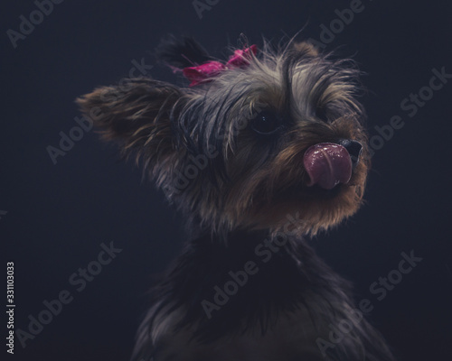 Fototapeta Naklejka Na Ścianę i Meble -  portrait of yorkshire terrier on black background