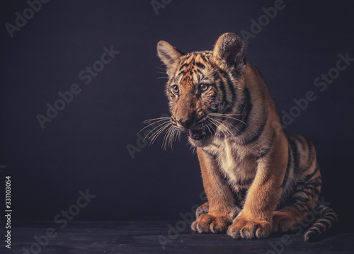 Baby tiger on dark background