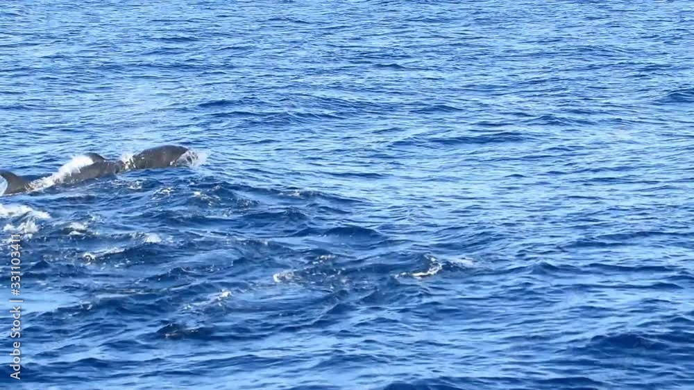 Dolphins Swimming, Porpoising, Jumping Out Of Water, Dolphins Swimming, Porpoising, Jumping Out Of Water,