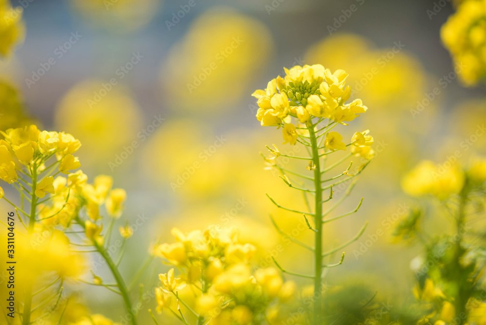 黄色の菜の花