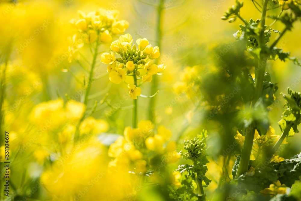 菜の花 菜の花