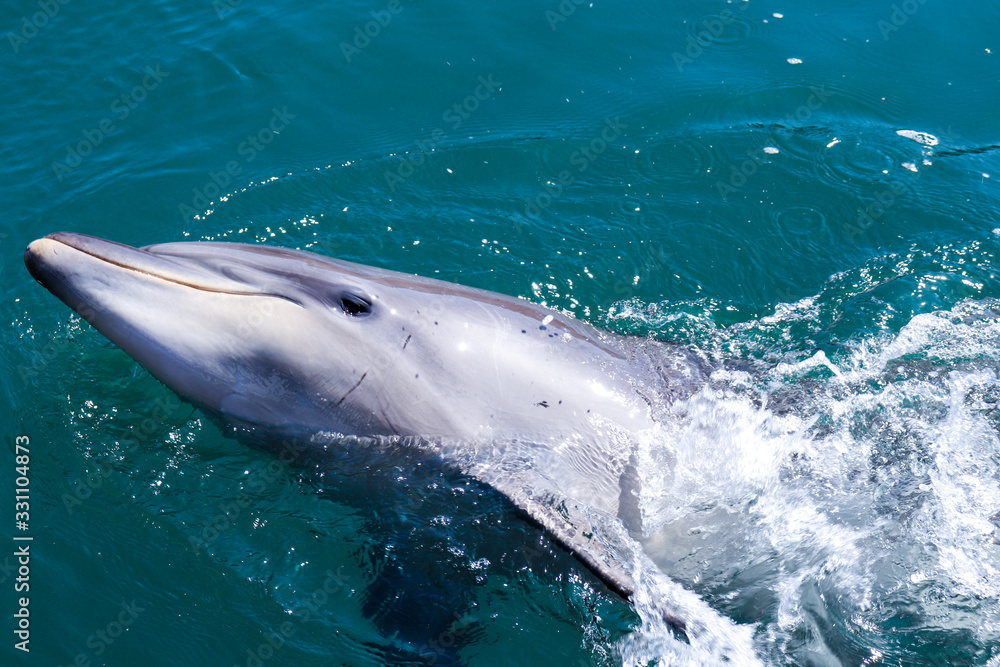 Naklejka premium 手をふるイルカ