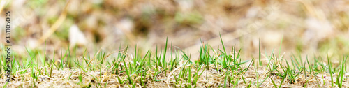 panoramic view of young grasson bokeh background in early spring. grass on a background. young grass in the field