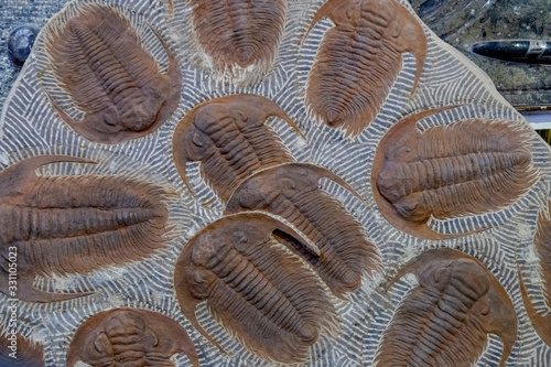 Trilobite Fossils, Morocco photo