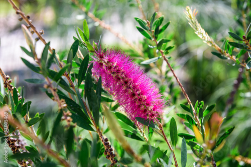 Quadro em tela Pink callistemon in blurry background