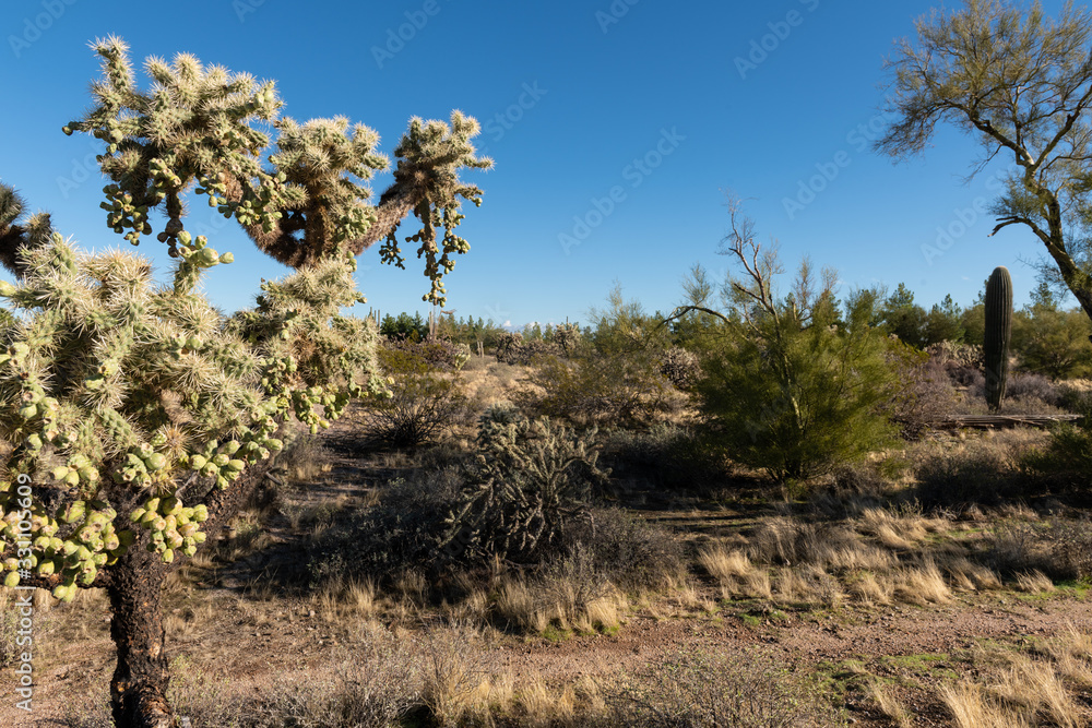 Various cactus and desert plants landscape scenery in Arizona Sonoran desert. Various cactus and desert plants landscape scenery in Arizona Sonoran desert.