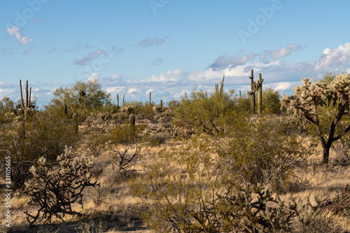 Various cactus and desert plants landscape scenery in Arizona Sonoran desert. © VIS Fine Arts