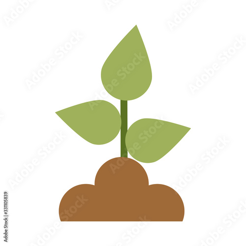 house plants planted on white background