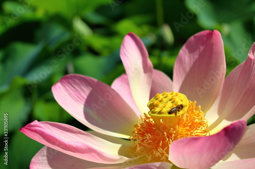 pink lotus flower